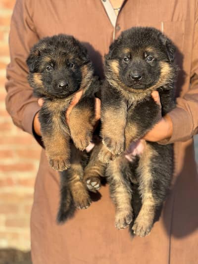 German Shepherd Long Coat Male Puppies