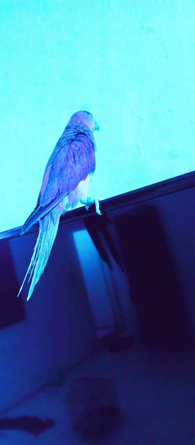 Violet cobalt big size male beautifull parrot,full tamed