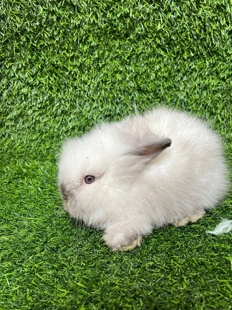 Imported Rabbits 2