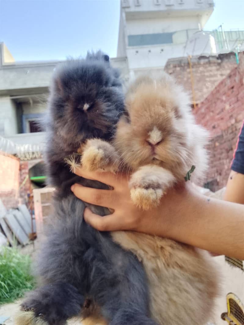 Imported Rabbits 3