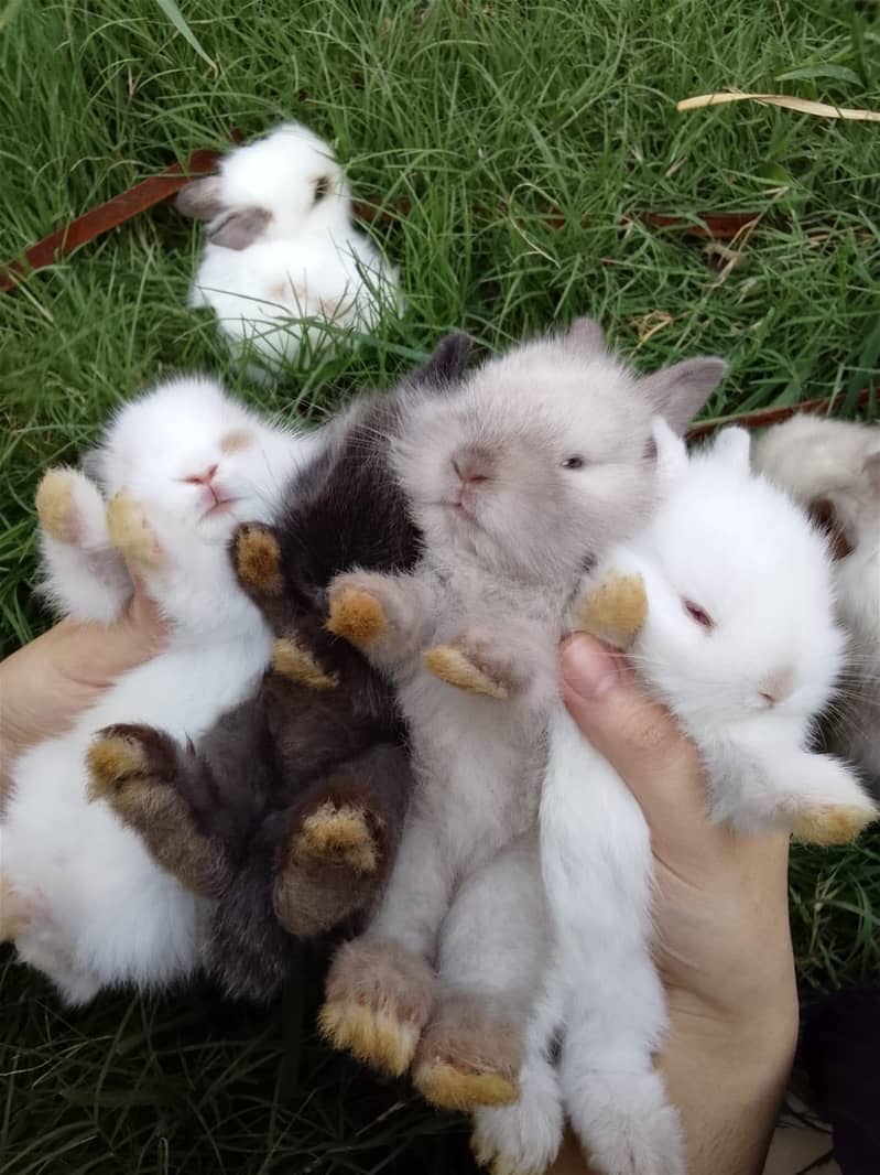 Imported Rabbits 5