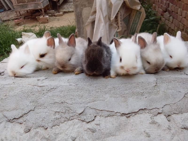 Imported Rabbits 7