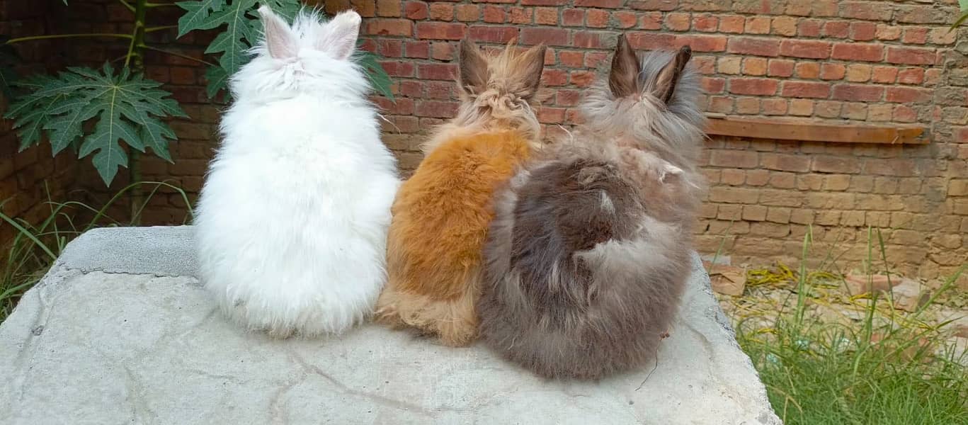 Imported Rabbits 8