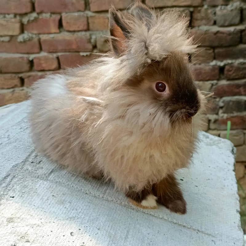 Imported Rabbits 9