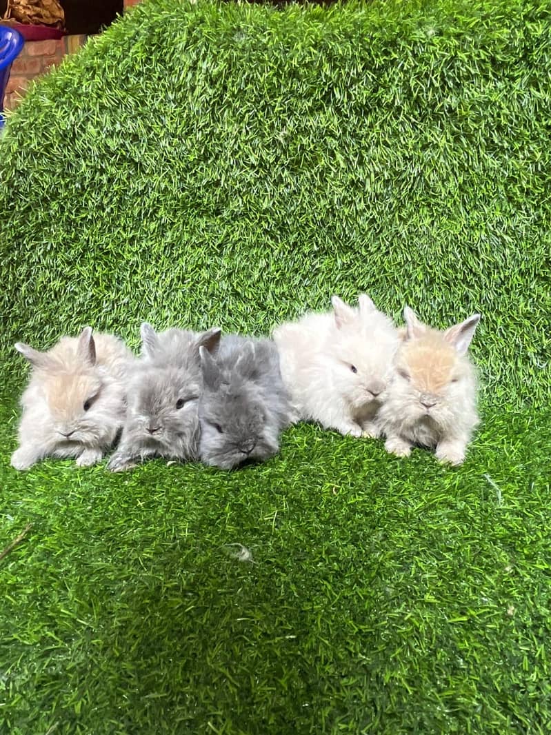 Imported Rabbits 10