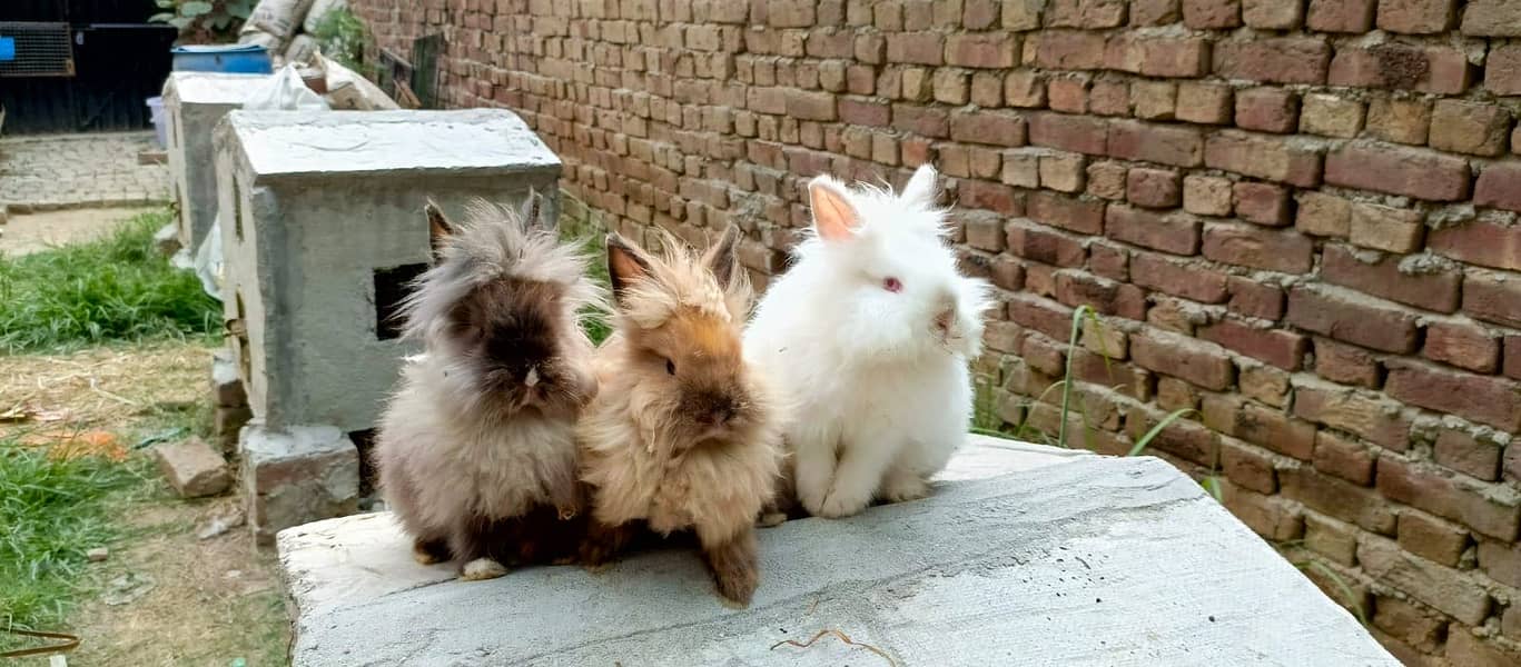 Imported Rabbits 11