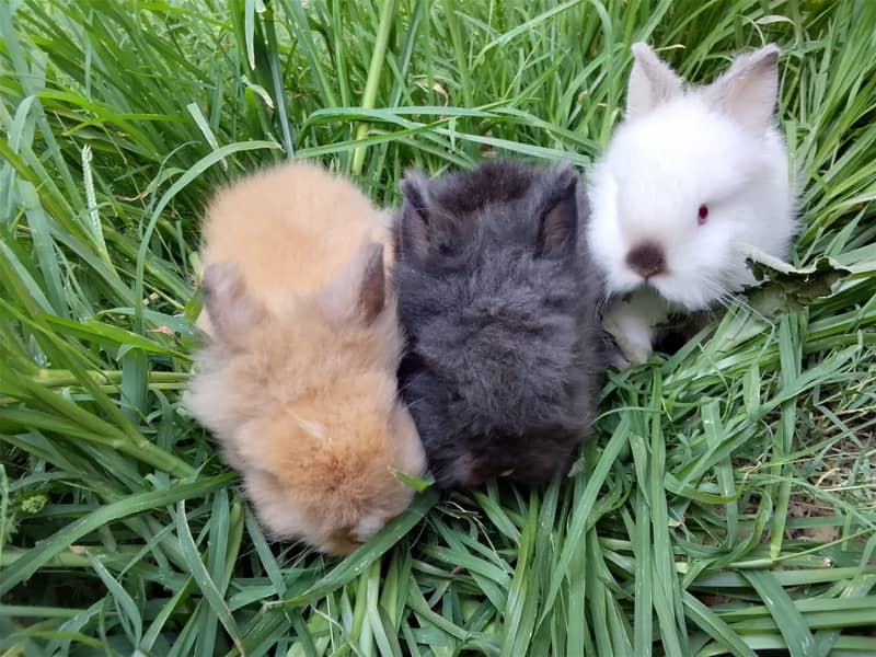 Imported Rabbits 12