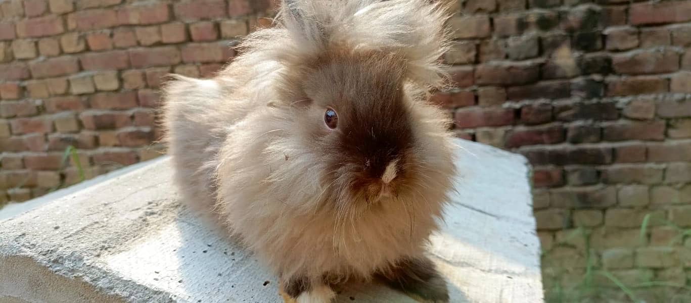 Imported Rabbits 14
