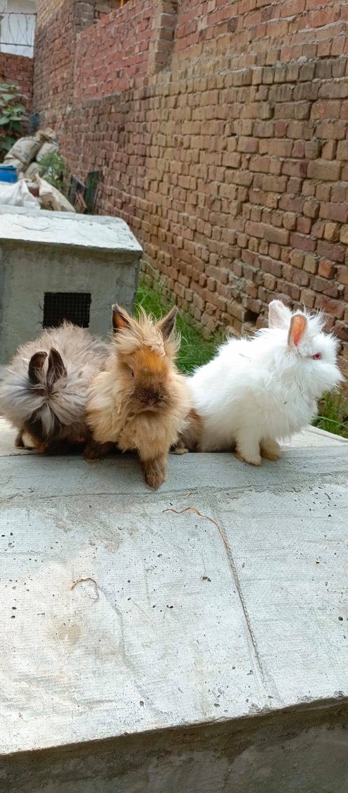 Imported Rabbits 15
