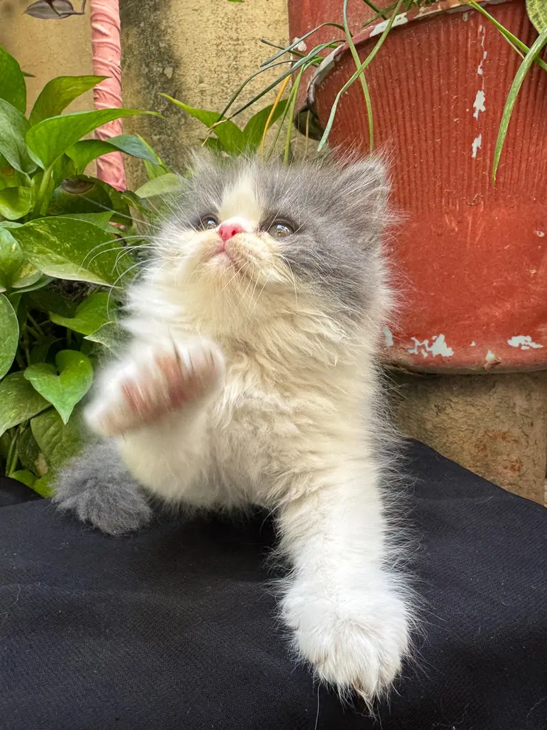 Persian Kitten | Piki Face | calico | bi pattern | peki face | kitty