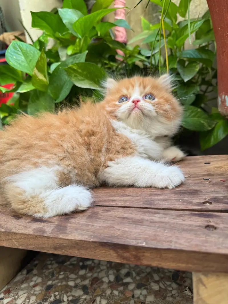 Persian Kitten | Piki Face | calico | bi pattern | peki face | kitty — photo 2