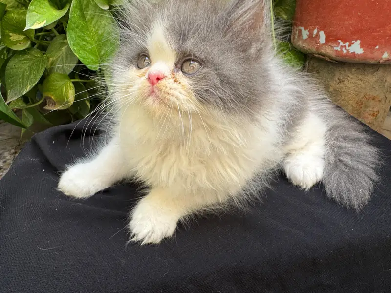 Persian Kitten | Piki Face | calico | bi pattern | peki face | kitty — photo 3