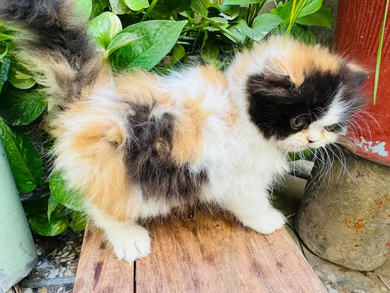 Persian Kitten | Piki Face | calico | bi pattern | peki face | kitty — photo 4