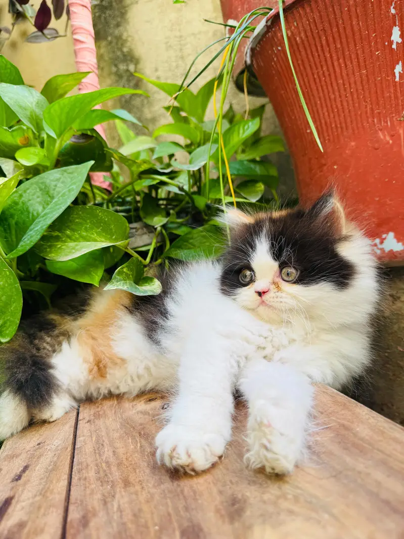 Persian Kitten | Piki Face | calico | bi pattern | peki face | kitty — photo 5