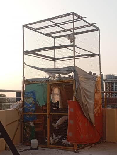 45 pegion with cage