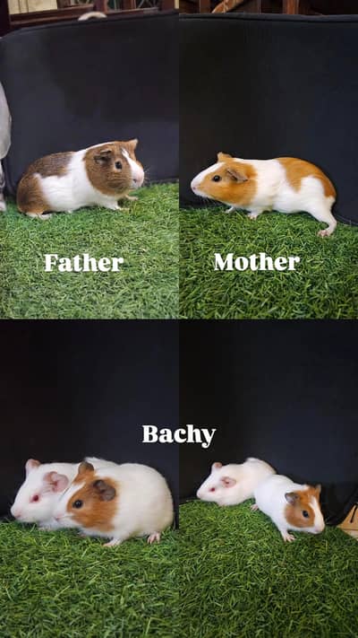 Guinea pigs