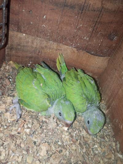 parrot