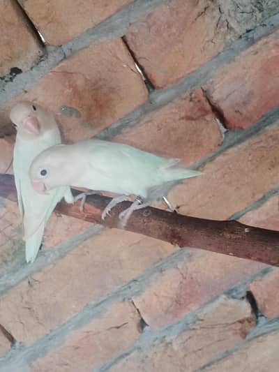 Albino black eye