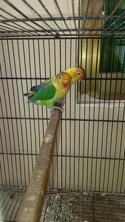 love bird ready pair with cage