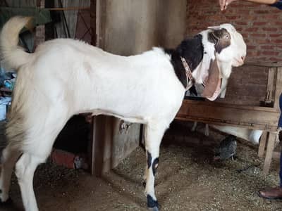 fFresh 2 Dant Bakra For Sale