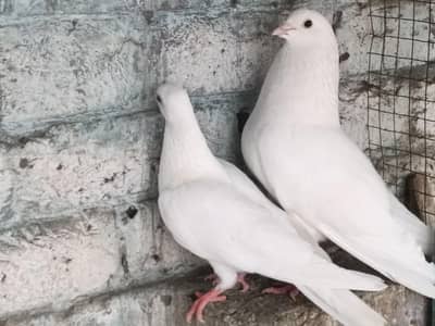 pigeons