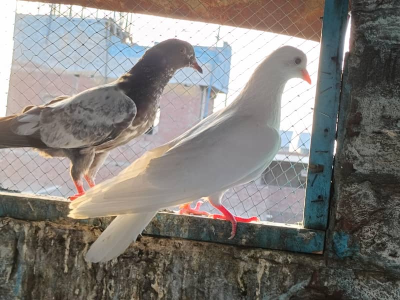 pigeons 1