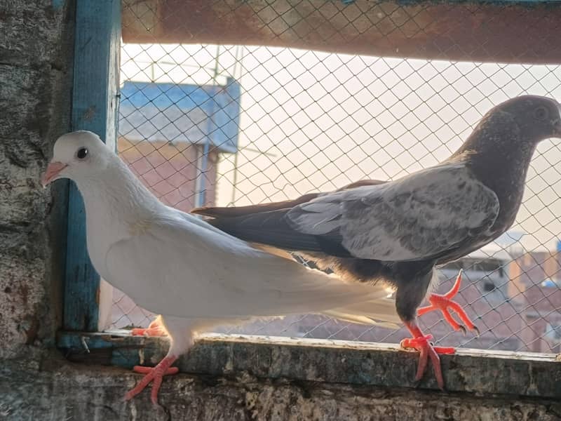pigeons 2