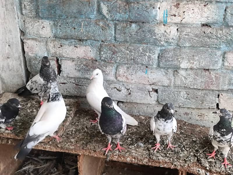 pigeons 3