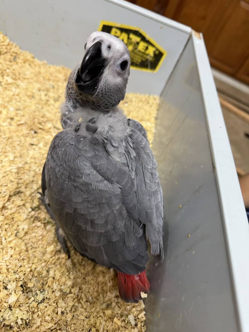 Gray parrot 0