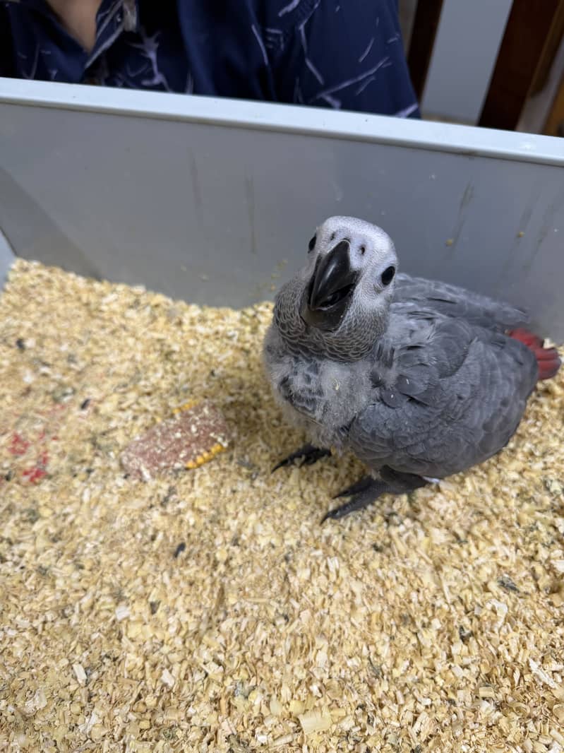 Gray parrot 1