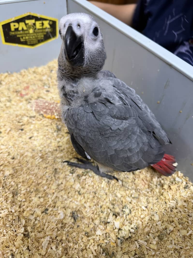 Gray parrot 2
