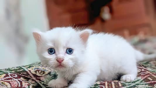 triple coded blue eye Persian kittens available whts 03188100390