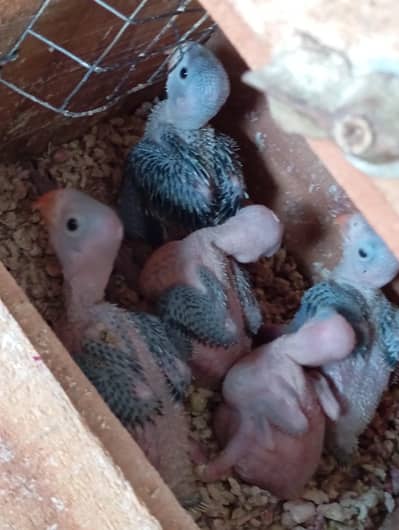 Green Ringneck 5 chiks