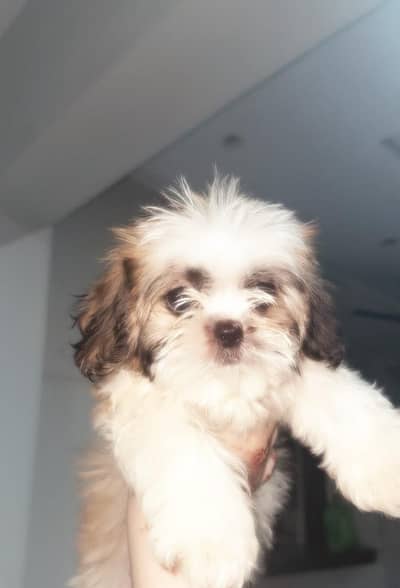 ShihTzu puppy
