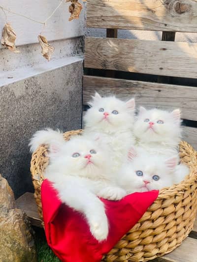 Quality Persian Punchface cat & kitten. moreWhatsApp 03374151419