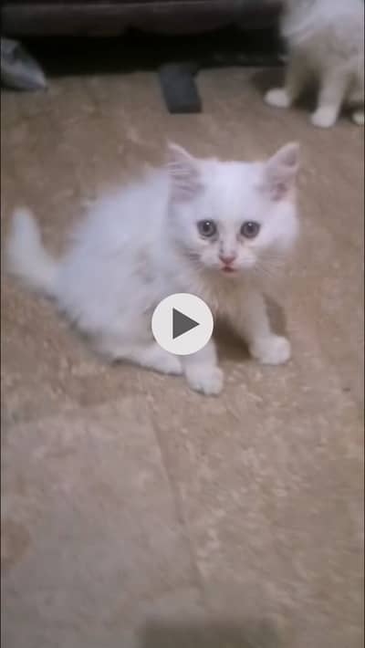 Persian 3 kittens with mother