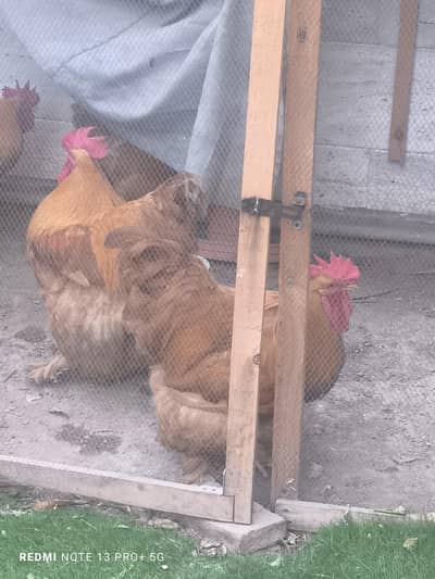 2 male golden buff
