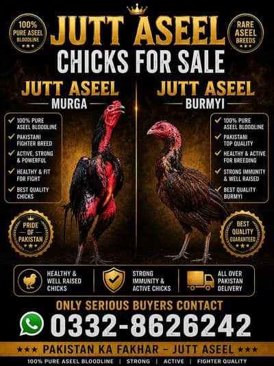 thi aseel chick  available ha Whatsapp 0332. . . . . 862. . . 62. . 42