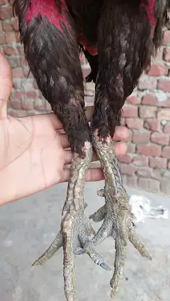thi aseel chick  available ha Whatsapp 0332. . . . . 862. . . 62. . 42 — photo 2