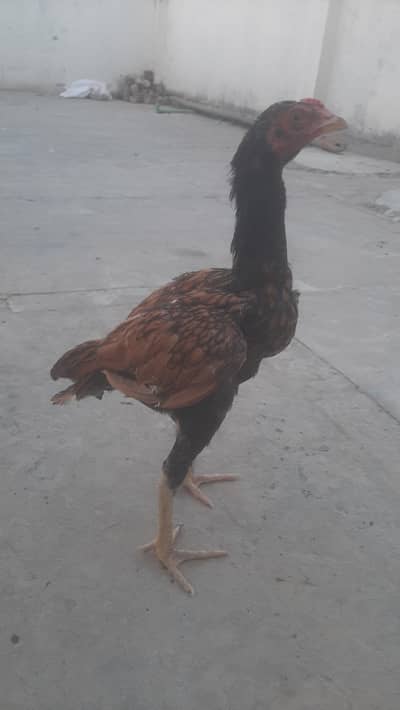chick mianwali for sale urgently