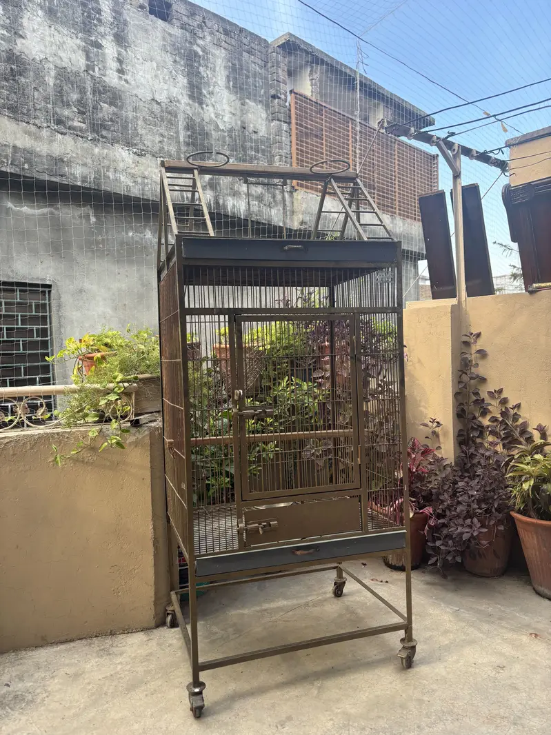 Parrots Cage