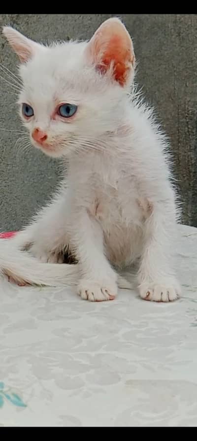 Persian kitten pair for sale
