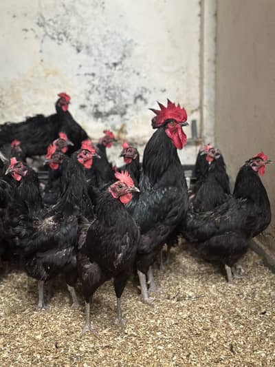 Austrolop hens