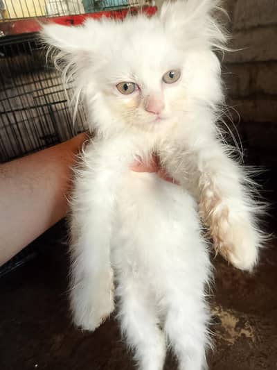 kittens for sale