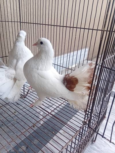 High quality lucka pair for sale exchange possible with aseel hens