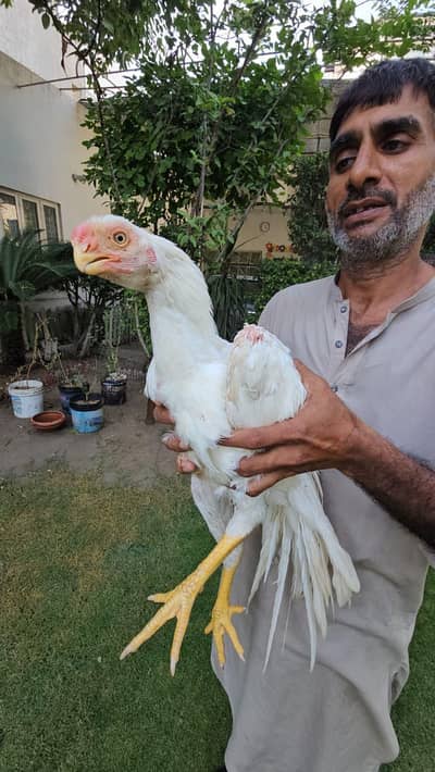 Indian Parrot Beak Male | Tampered tail | Imported Bloodline