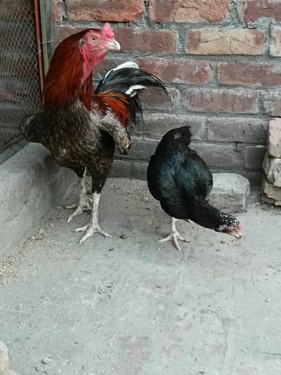 Aseel breader pair for sale