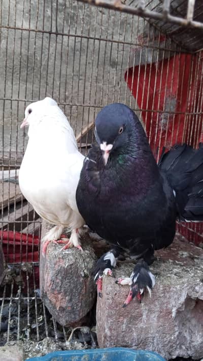 breeder laka pegion