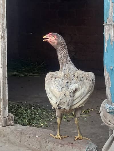 Aseel female for sale