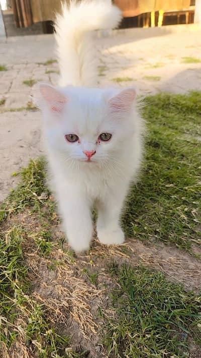 Persian Cat
